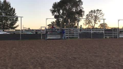 Bull Riding Gender Reveal