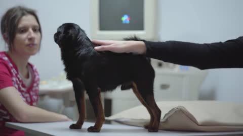 Pretty blond woman caress her little black pug pet sitting in veterinary