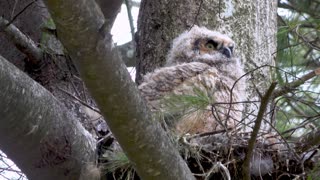 Stunning Close Up Footage of Baby Owl Waking Up In Nest