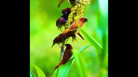 Birds Beautiful🦅,#lovely birds 🦅,# Birds 🦅.