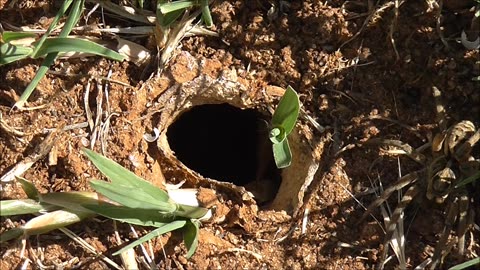 Wolf Spider Moved Along By Ant Gang