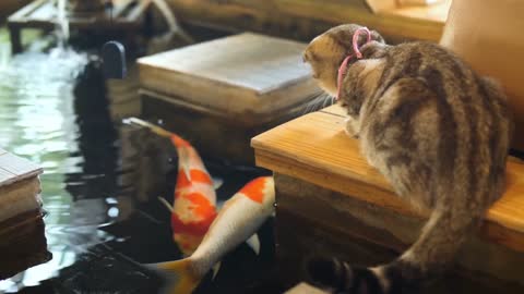 A Cat Watching 2 Koi Fish