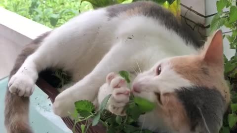 Just a cat and her catnip