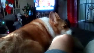 Life's good for a corgi