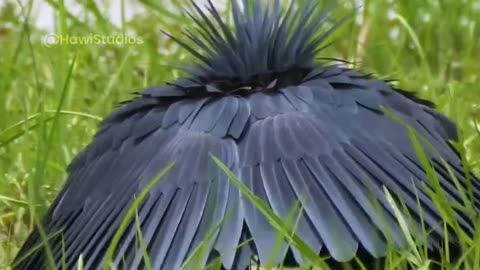 garza negra cazando peces