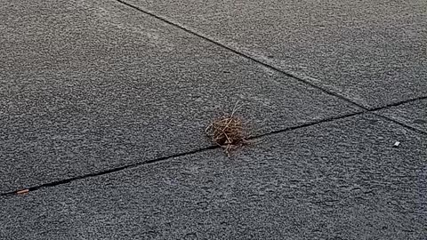 THE LITTLE TUMBLEWEED THAT COULD