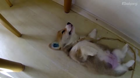 Sleeping Corgi puppy will melt your heart