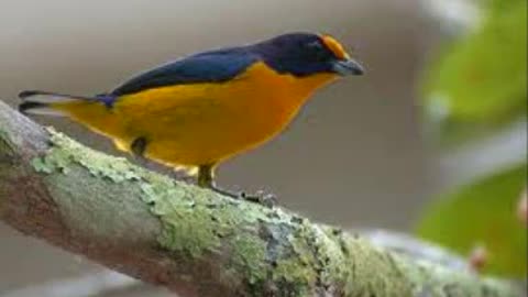 Birds of Brazil - 3.Euphonia violacea