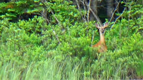 White-tailed deer