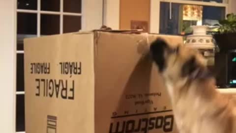 Big strong dog tears apart giant cardboard box