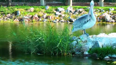 Animal Bird Pelican In Nature Near The Water