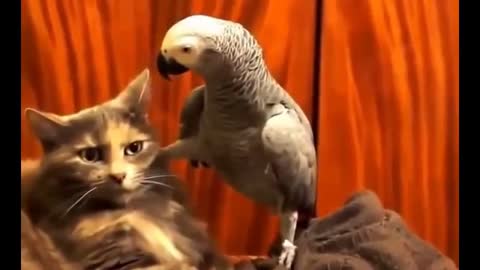 the cat is shocked by the parrot