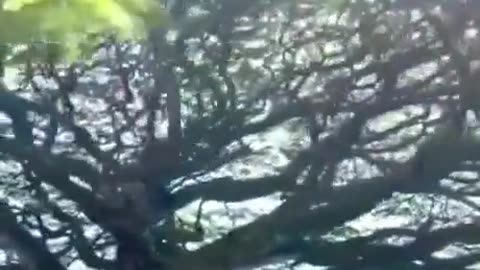 Massive tree over a cemetery.