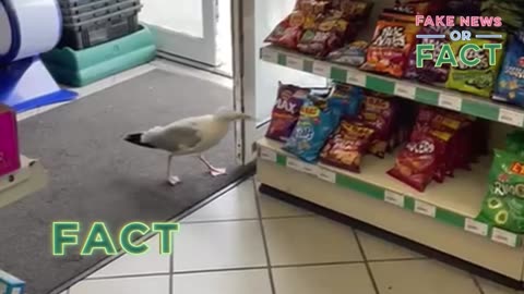 Fake News or Fact: Have seagulls been caught shoplifting? | FYI