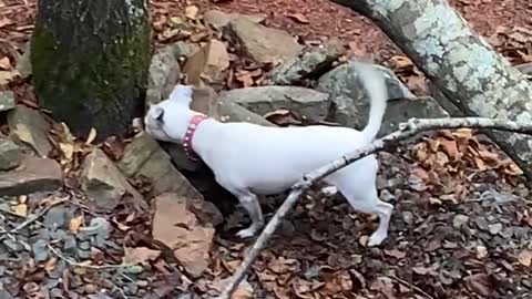 Dog trying to catch chipmunk