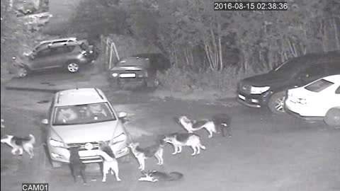 Stray Dogs Attack Car