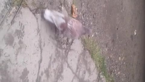 pigeon and bakery product