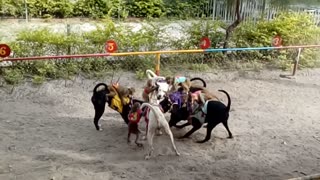 Monkey dog racing