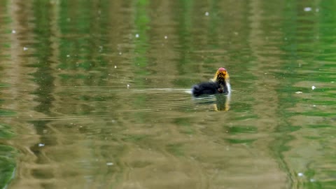 duck-bird-lake-mallard-nature