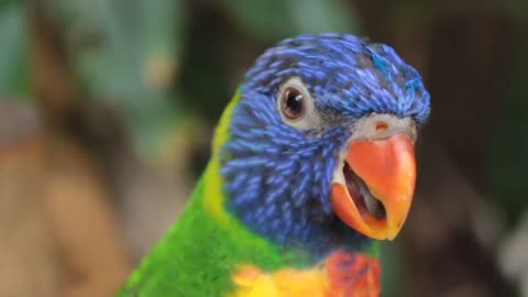 Parrot voice birds and Music 🎵