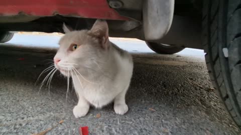 Angry White Cat Attacking cats and humans to protect its territory