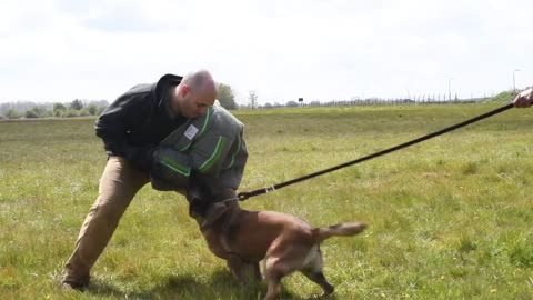 Military Working Dog training...how cool!!