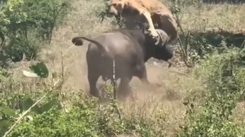 Animal and lion king fight