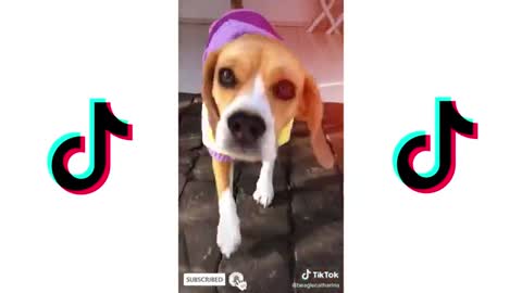 LOVE STORY CHALLENGE - TIKTOK MARRY ME JULIET | CUTE DOGS TIKTOK COMPILATION