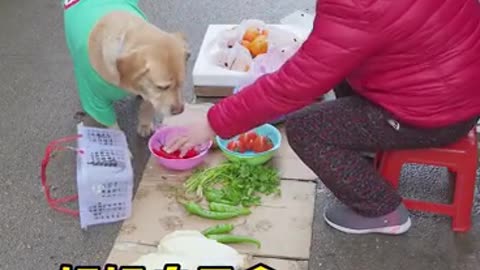 Dog buy vegetables