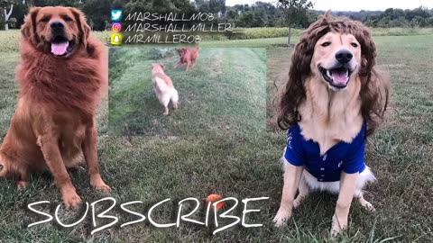 Teaching a Golden Retriever how to catch a frisbee