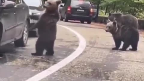 high five a wild bear