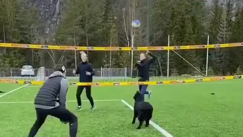 dog ace in volleyball