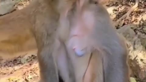 Funny monkey 🤣🤣🤣🤣🤣🐒🐒🐒🐒🐒🐒🐒