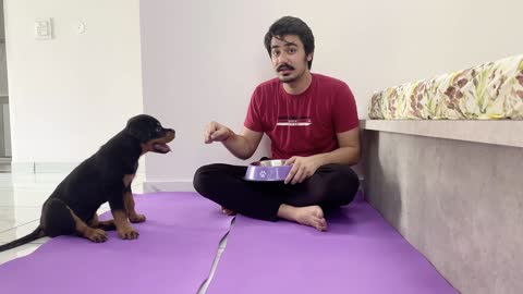 HOW TO TRAIN YOUR PUPPY FOR FOOD DISCIPLINE