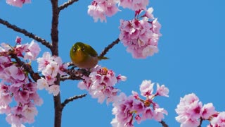 Orioles on branches of spring flowers