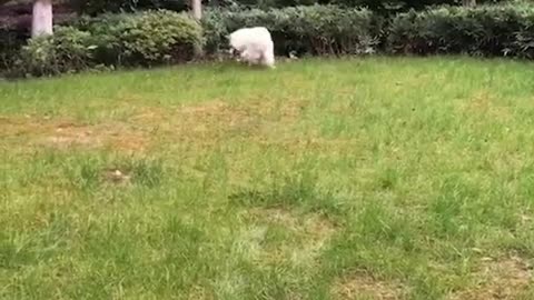 Muddy Great Dane loves to get sprayed by the hose