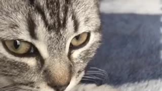 cute kitten’s exciting look