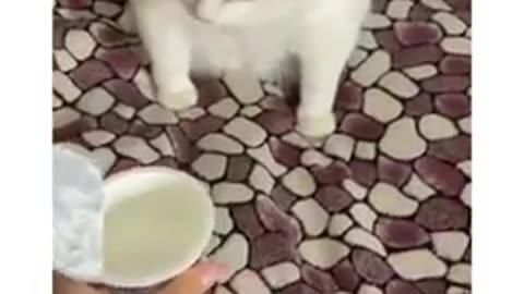 #shorts #funny #viral Funny Cat Videos for you to smile | Hey Angel It s Vegan 🤢