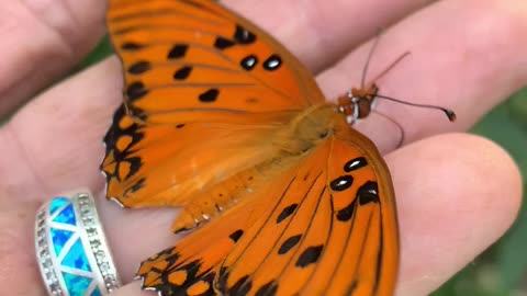 Monarch Butterfly just out of cocoon.