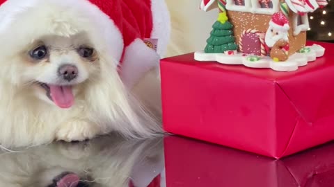 cute dog wearing hat and sit near christmas tree