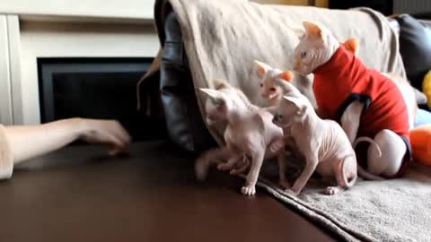 synchronizing Sphynx kittens