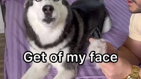 dog reaction on his hair cutting prank