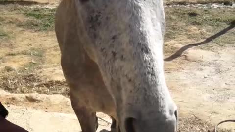 mare eating corn at the door of the house