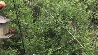 Male cardinal feeding his baby