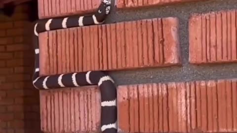 The real life snake game