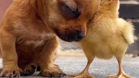 The friendship between a very sleepy puppy and ducklings