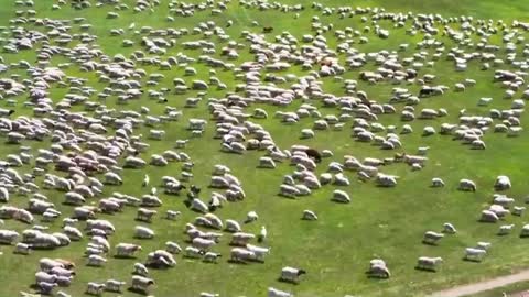 Herds of cattle and sheep on the grassland, how spectacular it is