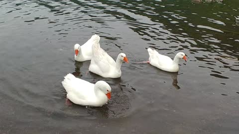 Ducks came to say hello to the tourists