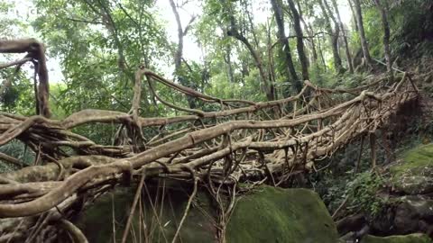 TWO HOURS of Stunning Nature Scenes | The Green Planet | BBC Earth