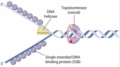 (Updated) DNA REPLICATION(EXAM APPROACH) IN 3 MINUTES || Kabali Ron Weasley